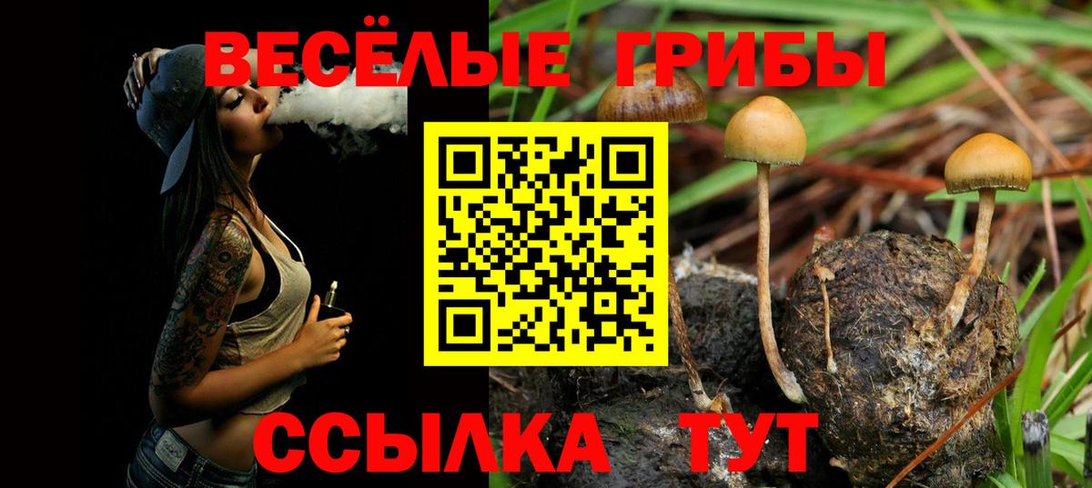 Галлюциногенные грибы Psilocybine cubensis  Вход с VPN  Отрадный  купить наркотик  Галлюциногенные грибы Cubensis 